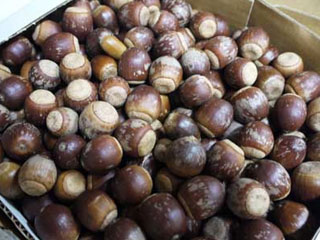 NPO法人星のふるさと