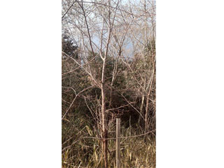 NPO法人星のふるさと