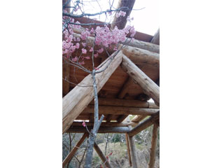 NPO法人星のふるさと