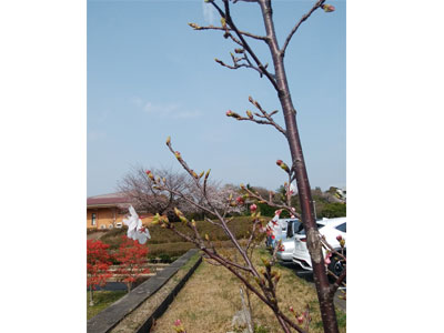 NPO法人星のふるさと