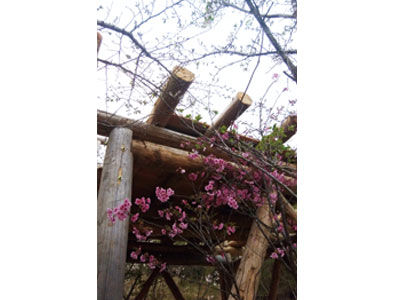 NPO法人星のふるさと